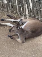 Känguru im Featherdale Wildlife Park