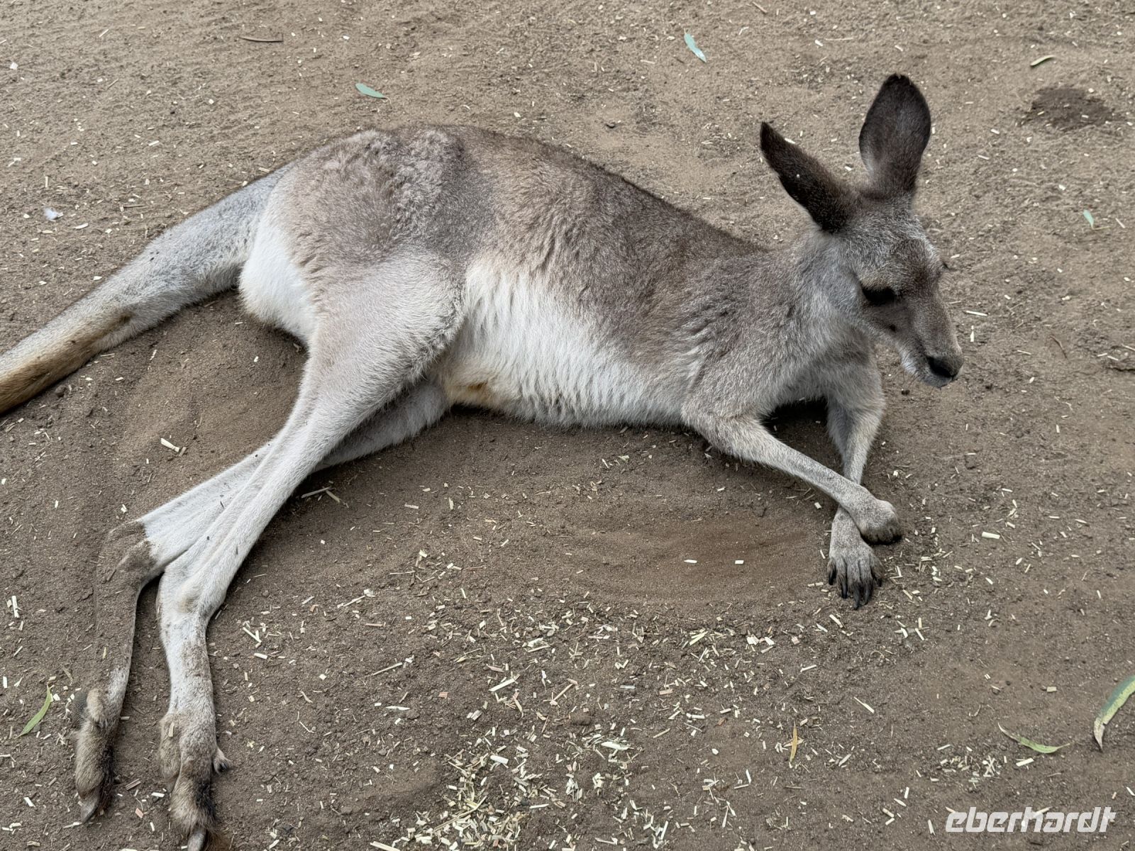 Känguru im Featherdale Wildlife Park