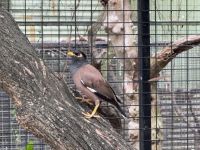 Featherdale Wildlife Park