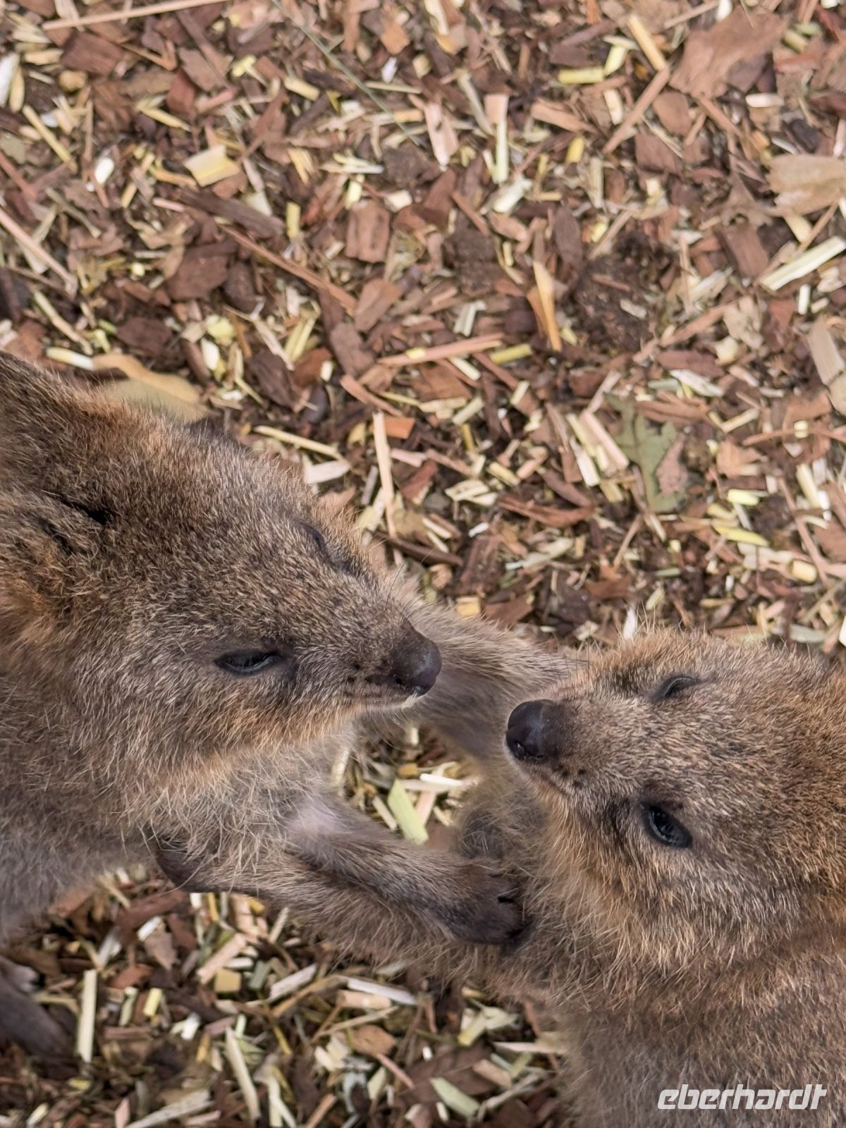 Quokkas im Featherdale Wildlife Park
