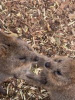Quokkas im Featherdale Wildlife Park