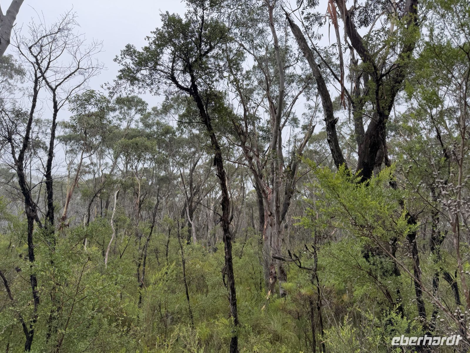Spaziergang im Blue Mountains Nationalpark