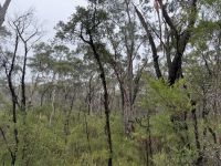 Spaziergang im Blue Mountains Nationalpark