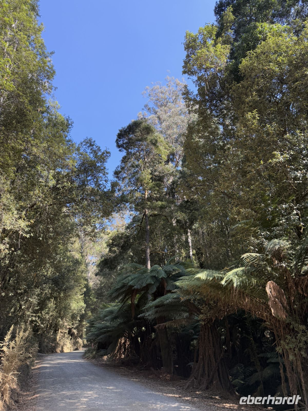 Wanderung im Mt. Field Nationalpark, Tasmanien