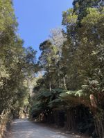 Wanderung im Mt. Field Nationalpark, Tasmanien
