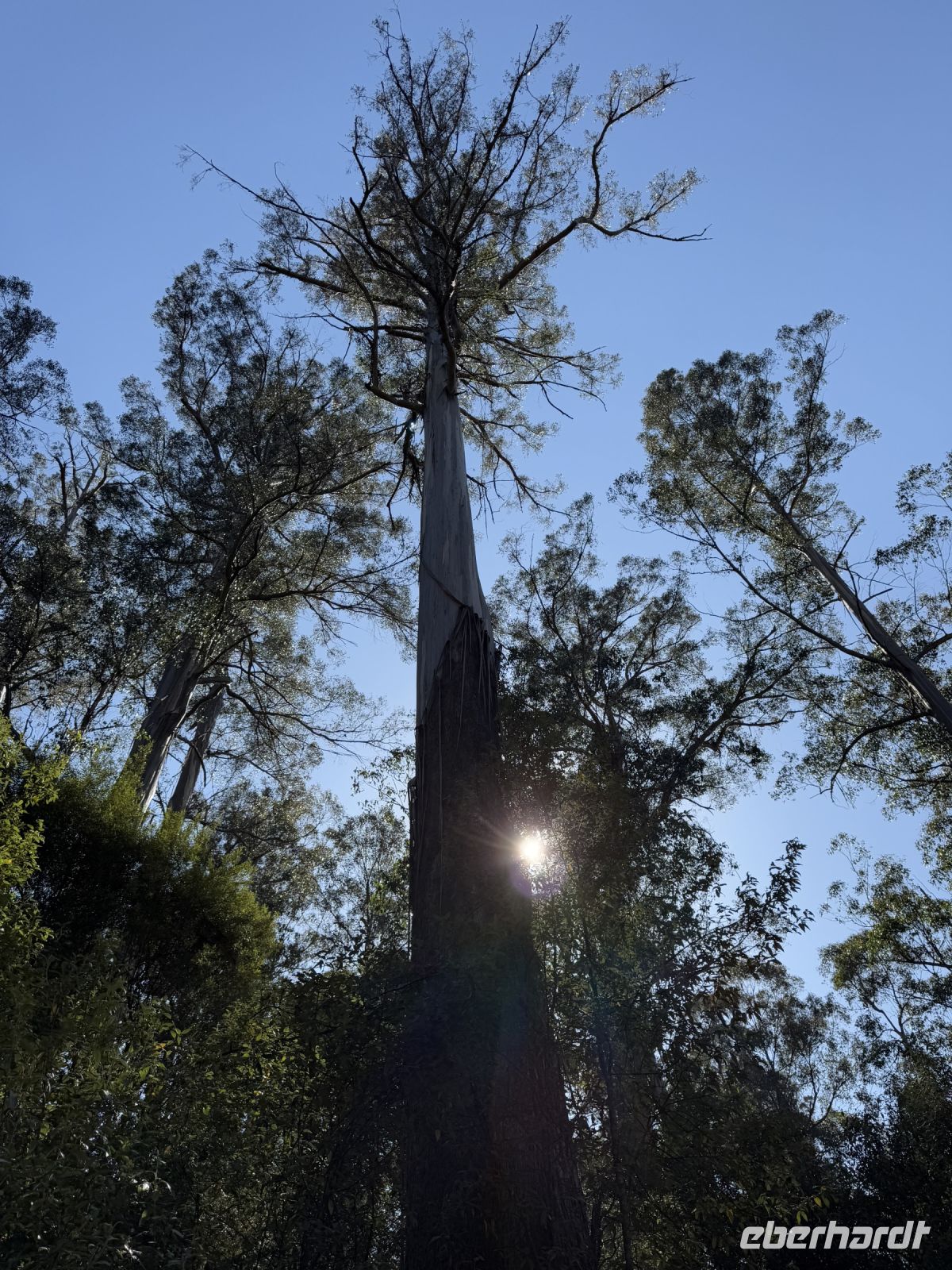 Wanderung im Mt. Field Nationalpark, Tasmanien