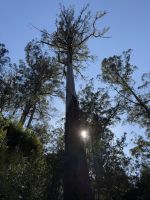Wanderung im Mt. Field Nationalpark, Tasmanien