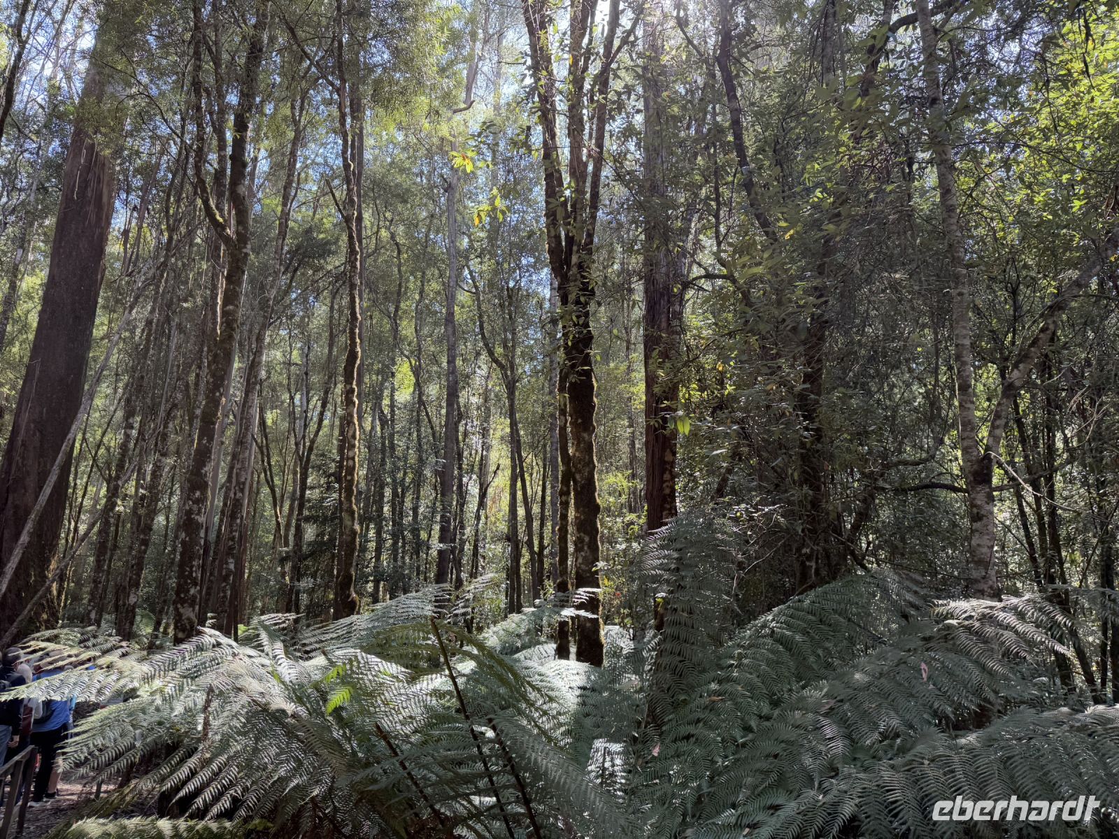 Wanderung im Mt. Field Nationalpark, Tasmanien