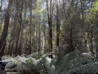 Wanderung im Mt. Field Nationalpark, Tasmanien