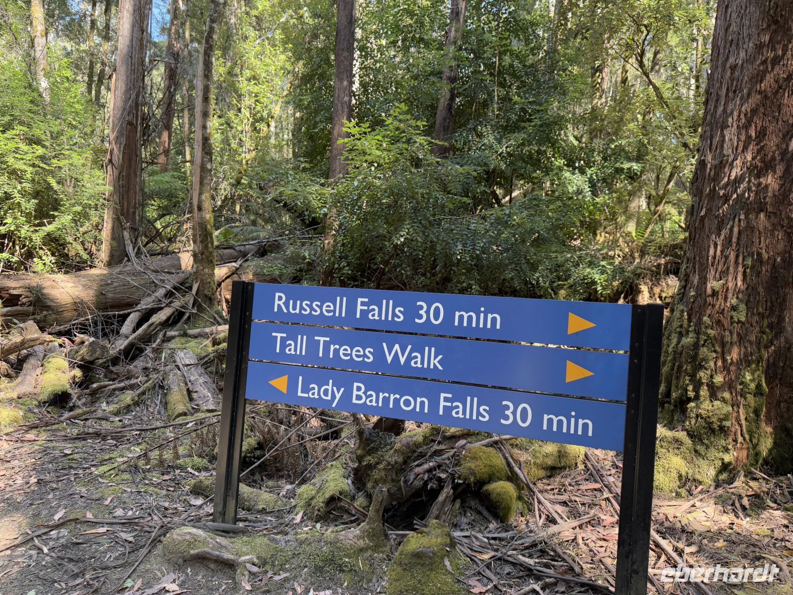 Wanderung im Mt. Field Nationalpark, Tasmanien