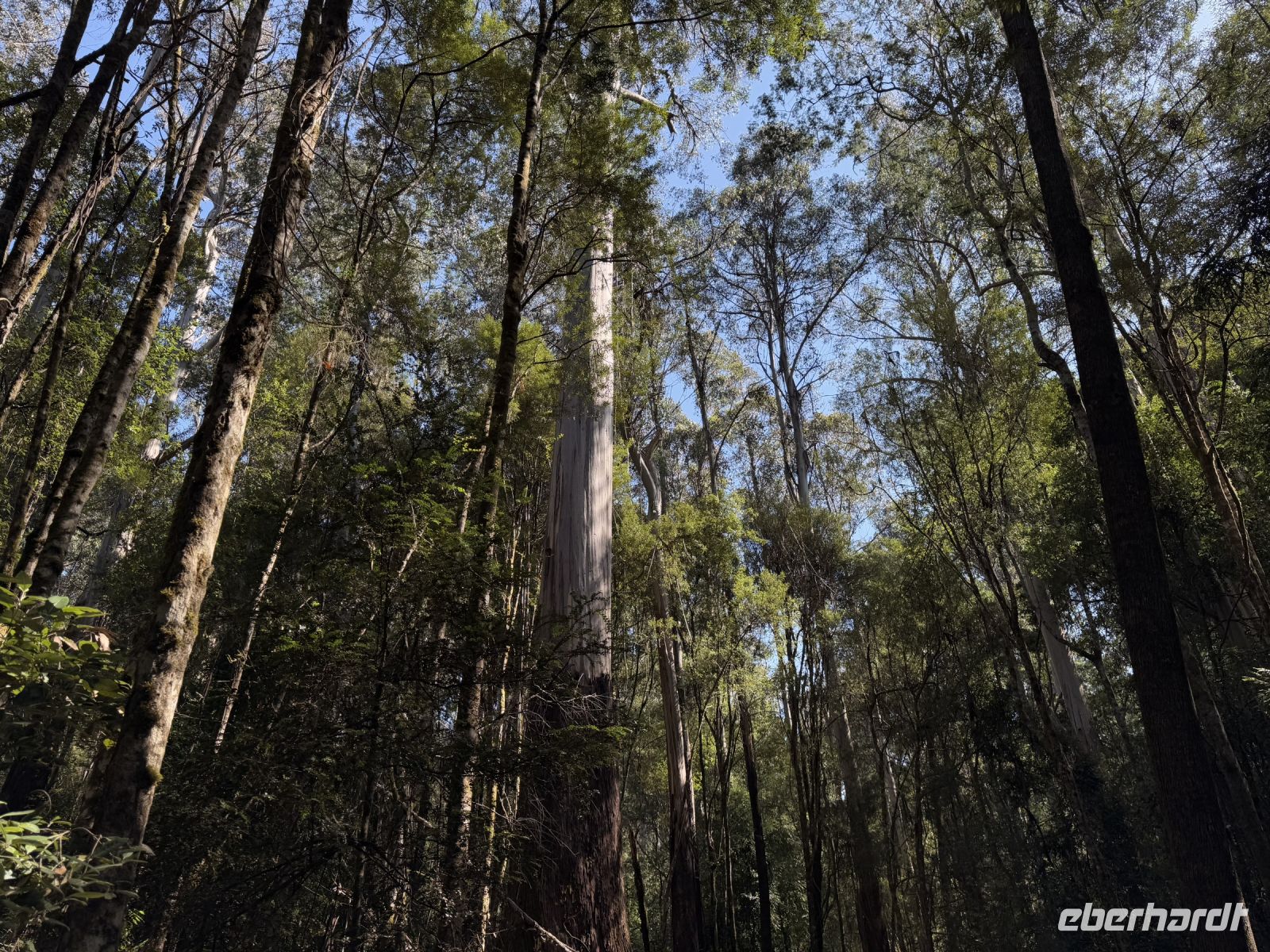 Wanderung im Mt. Field Nationalpark, Tasmanien