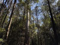 Wanderung im Mt. Field Nationalpark, Tasmanien