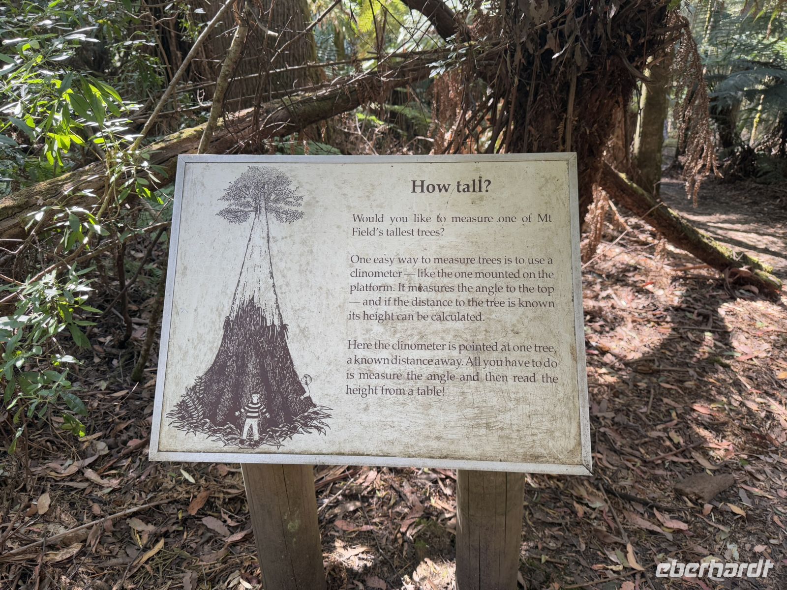 Wanderung im Mt. Field Nationalpark, Tasmanien