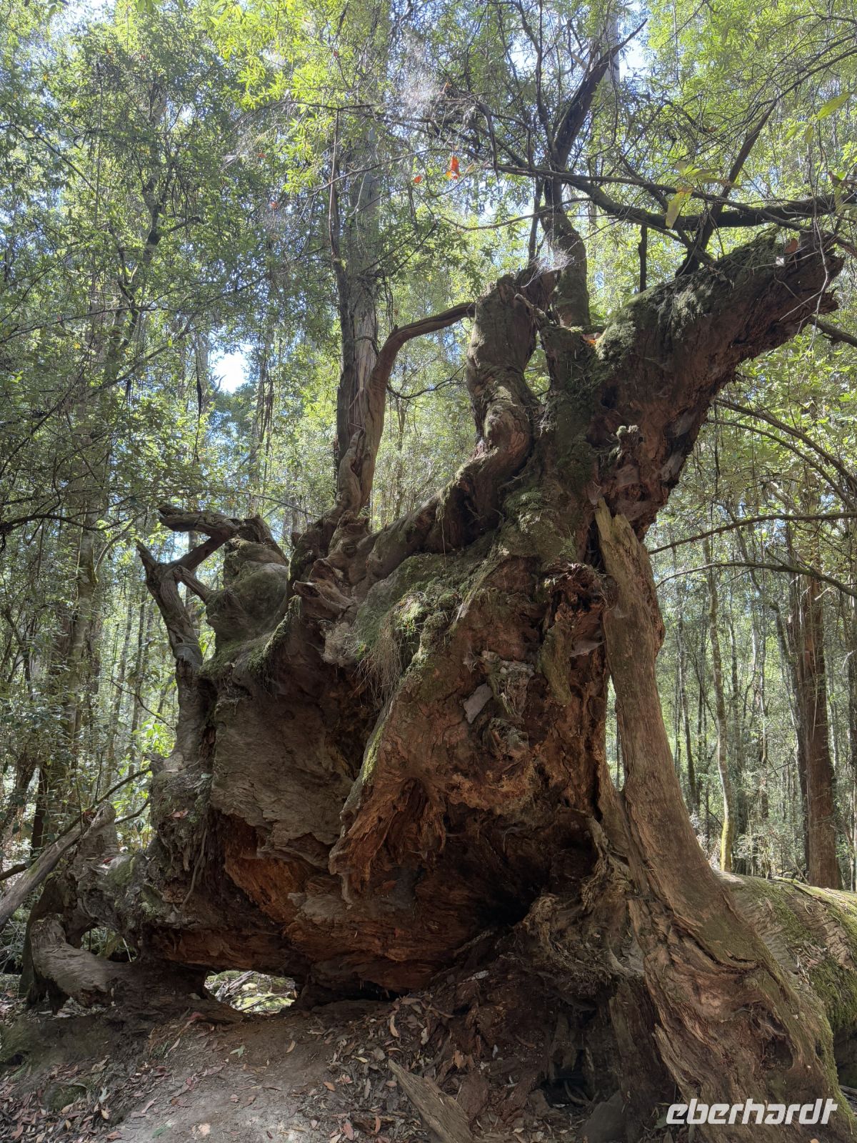 Wanderung im Mt. Field Nationalpark, Tasmanien