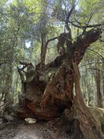 Wanderung im Mt. Field Nationalpark, Tasmanien