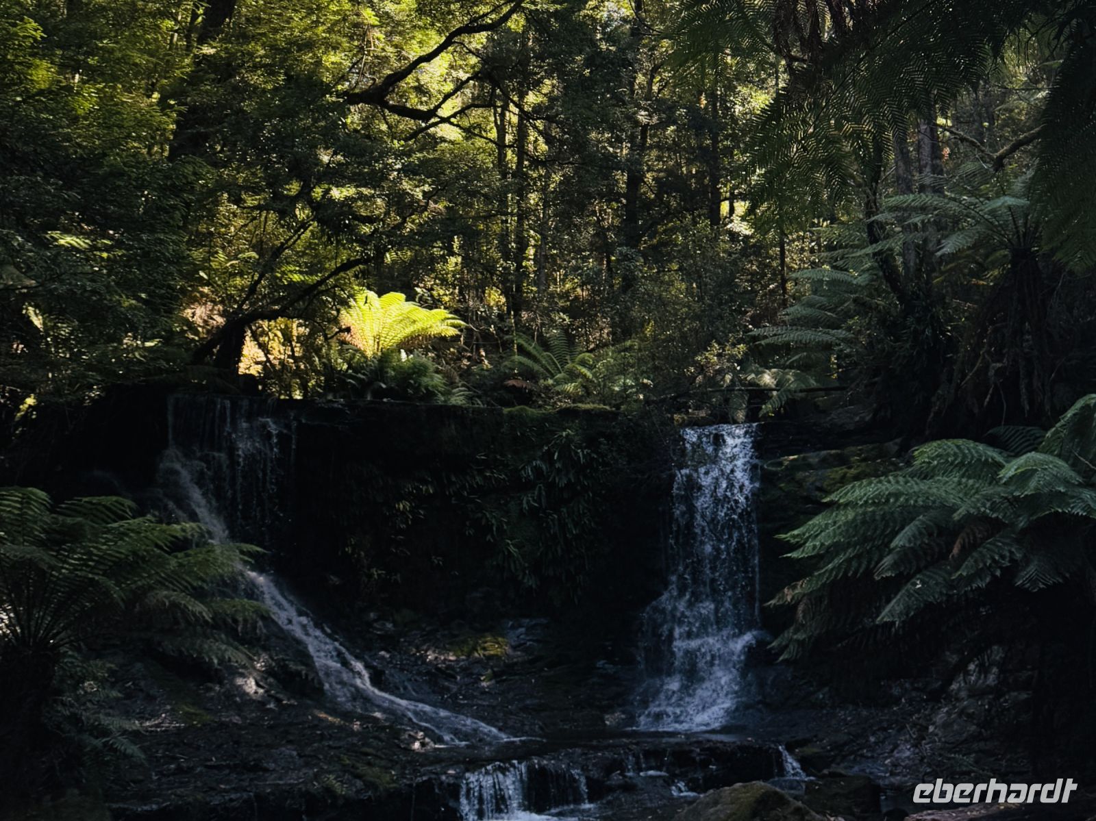 Wanderung im Mt. Field Nationalpark, Tasmanien