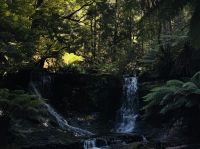 Wanderung im Mt. Field Nationalpark, Tasmanien