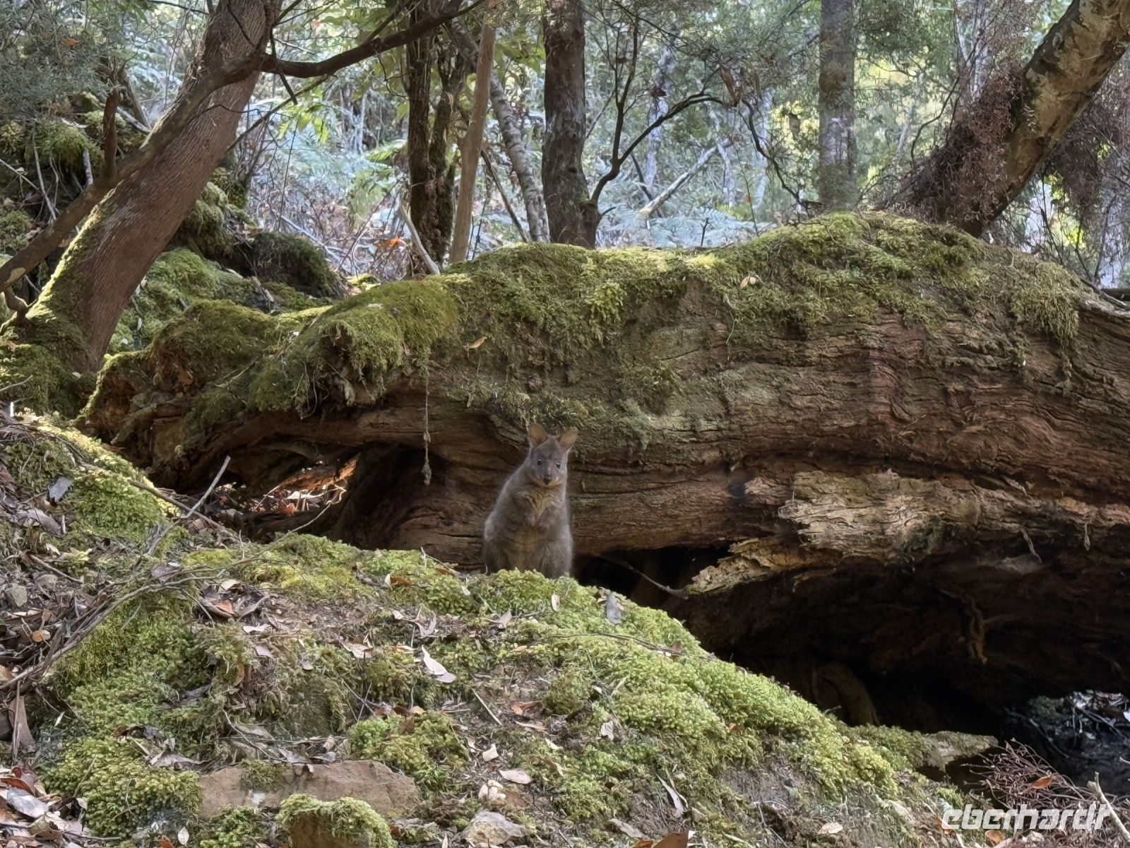 Wallaby im Mt. Field Nationalpark, Tasmanien