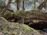 Wallaby im Mt. Field Nationalpark, Tasmanien