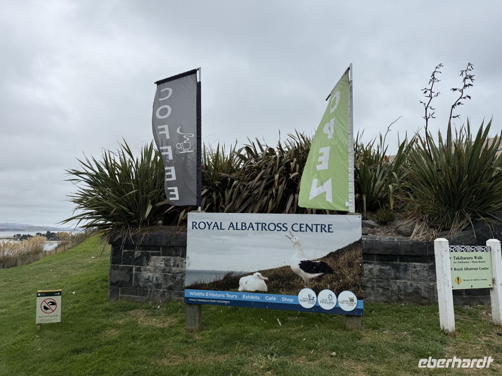 Albatross-Kolonie auf der Otago Halbinsel, Dunedin, Neuseeland