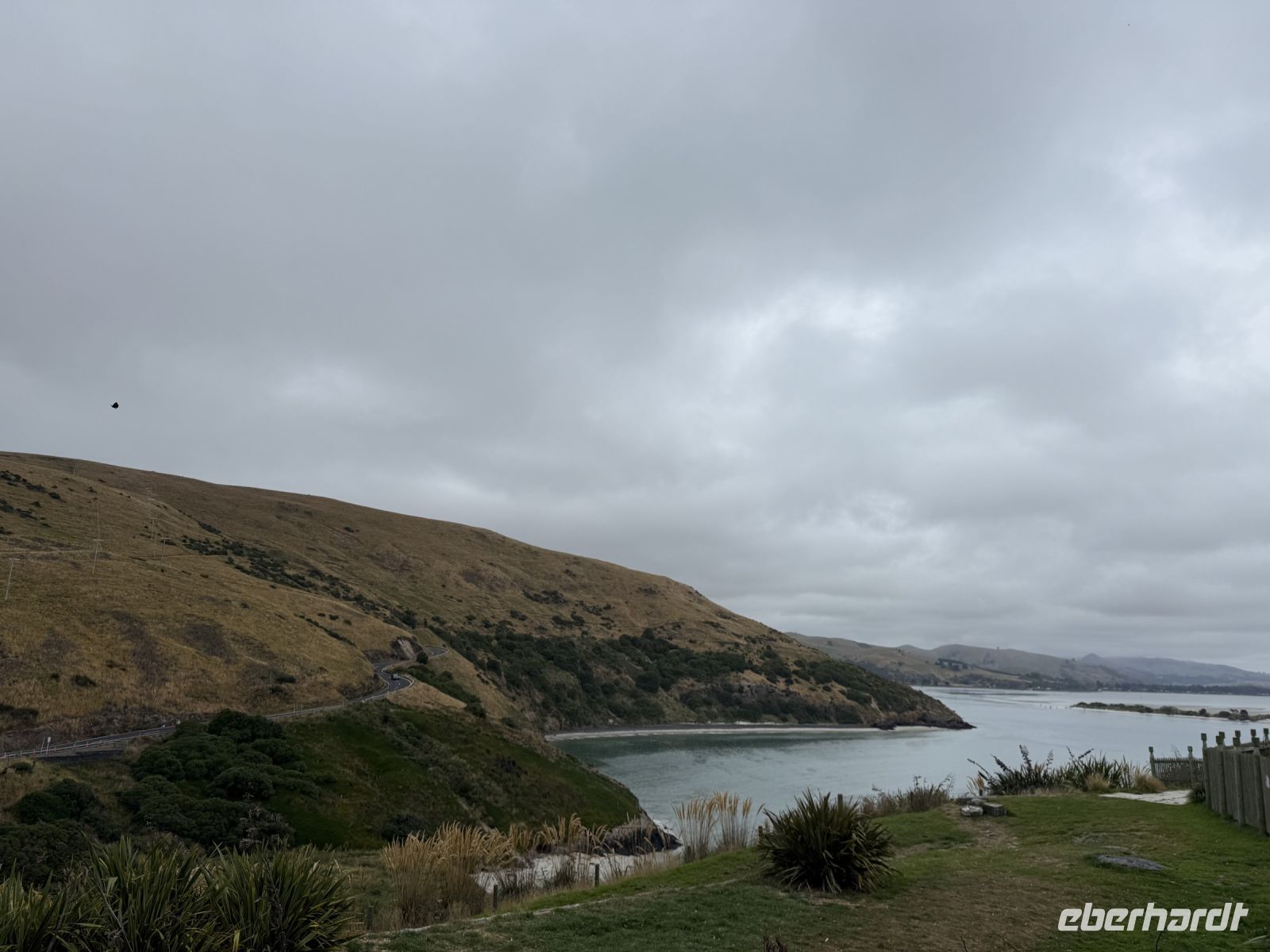 Albatross-Kolonie auf der Otago Halbinsel, Dunedin, Neuseeland