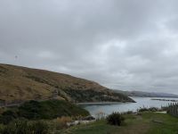 Albatross-Kolonie auf der Otago Halbinsel, Dunedin, Neuseeland