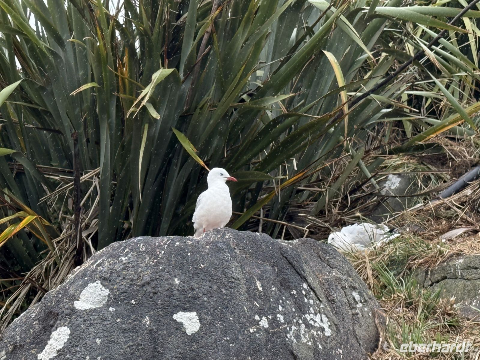 Albatross-Kolonie auf der Otago Halbinsel, Dunedin, Neuseeland