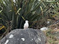 Albatross-Kolonie auf der Otago Halbinsel, Dunedin, Neuseeland