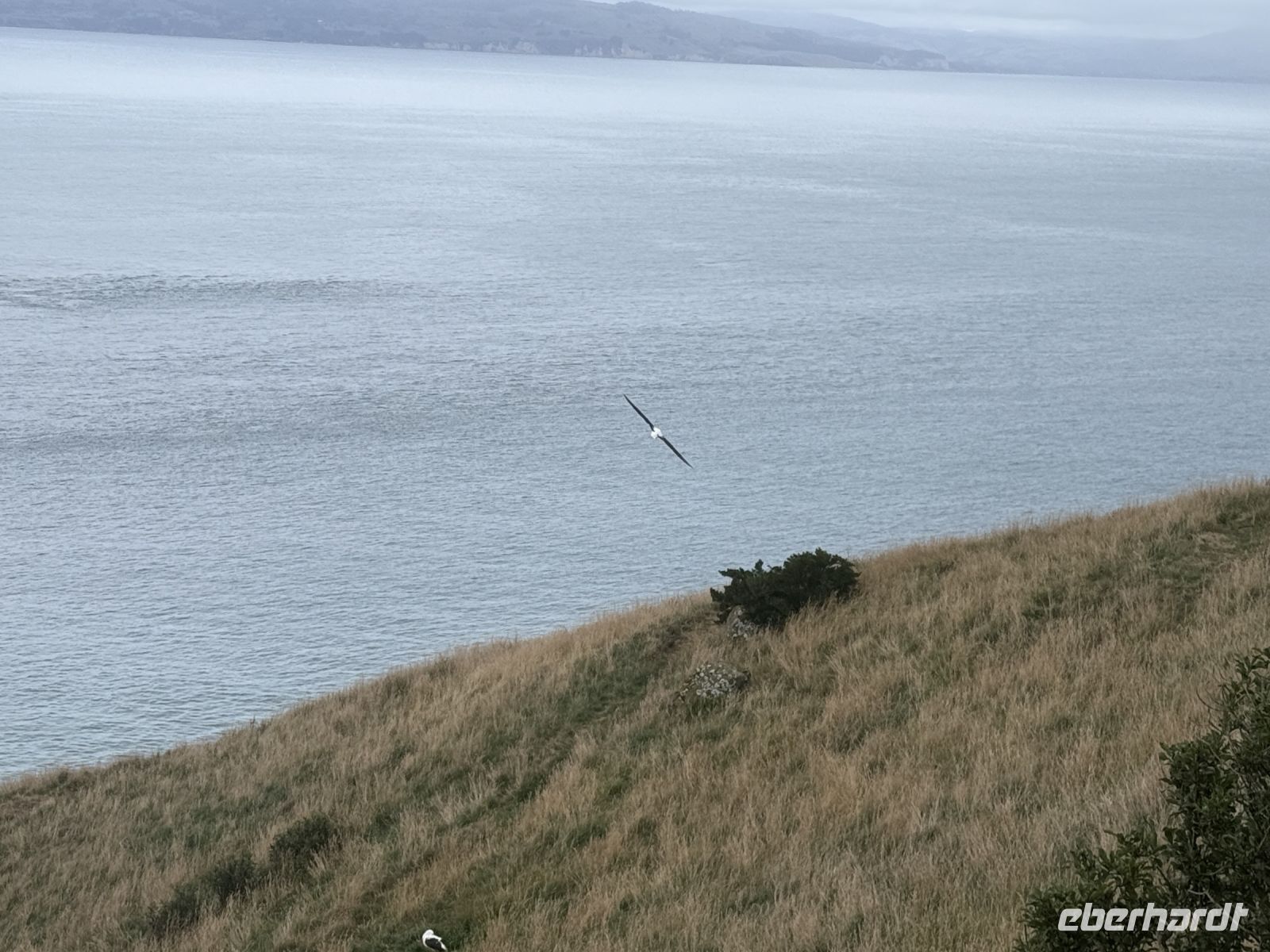 Albatross-Kolonie auf der Otago Halbinsel, Dunedin, Neuseeland