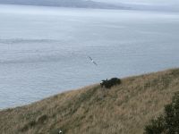 Albatross-Kolonie auf der Otago Halbinsel, Dunedin, Neuseeland