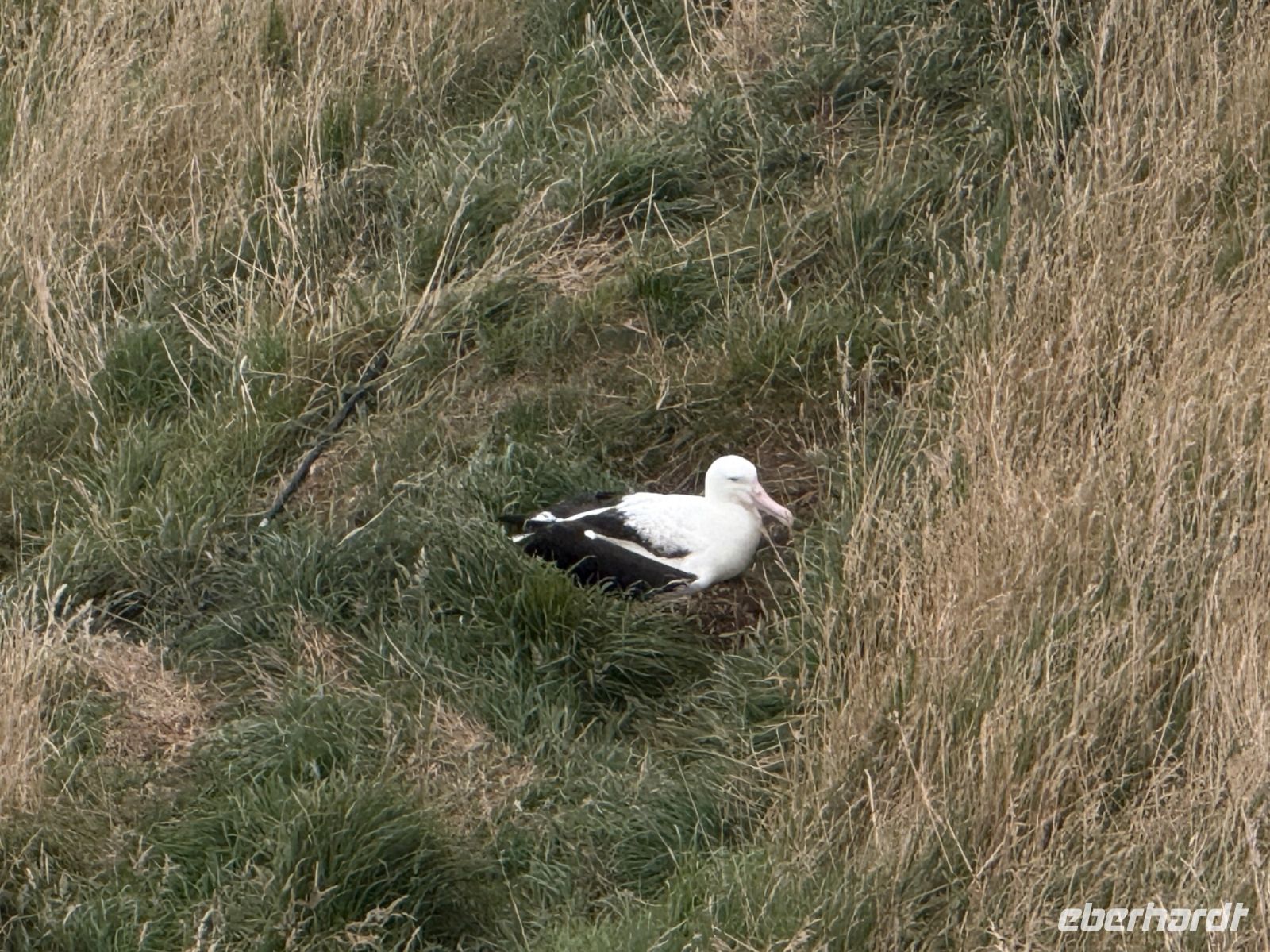 Albatross-Kolonie auf der Otago Halbinsel, Dunedin, Neuseeland