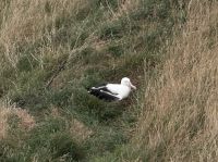 Albatross-Kolonie auf der Otago Halbinsel, Dunedin, Neuseeland
