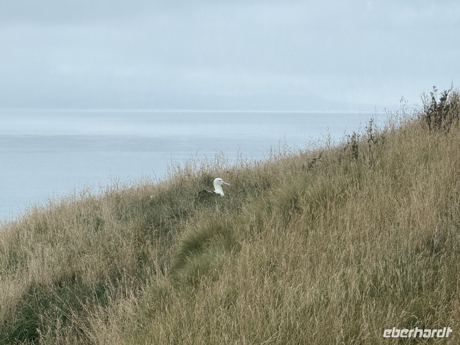 Albatross-Kolonie auf der Otago Halbinsel, Dunedin, Neuseeland