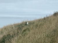 Albatross-Kolonie auf der Otago Halbinsel, Dunedin, Neuseeland