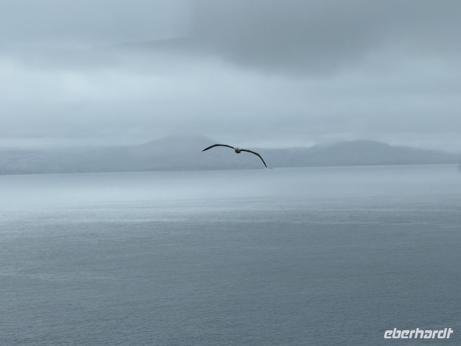 Albatross-Kolonie auf der Otago Halbinsel, Dunedin, Neuseeland