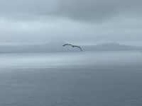 Albatross-Kolonie auf der Otago Halbinsel, Dunedin, Neuseeland