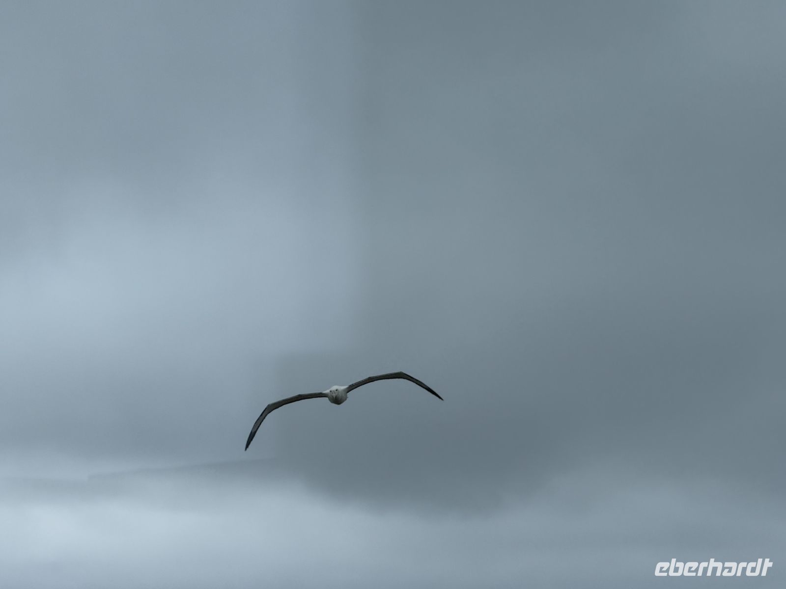 Albatross-Kolonie auf der Otago Halbinsel, Dunedin, Neuseeland