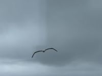Albatross-Kolonie auf der Otago Halbinsel, Dunedin, Neuseeland