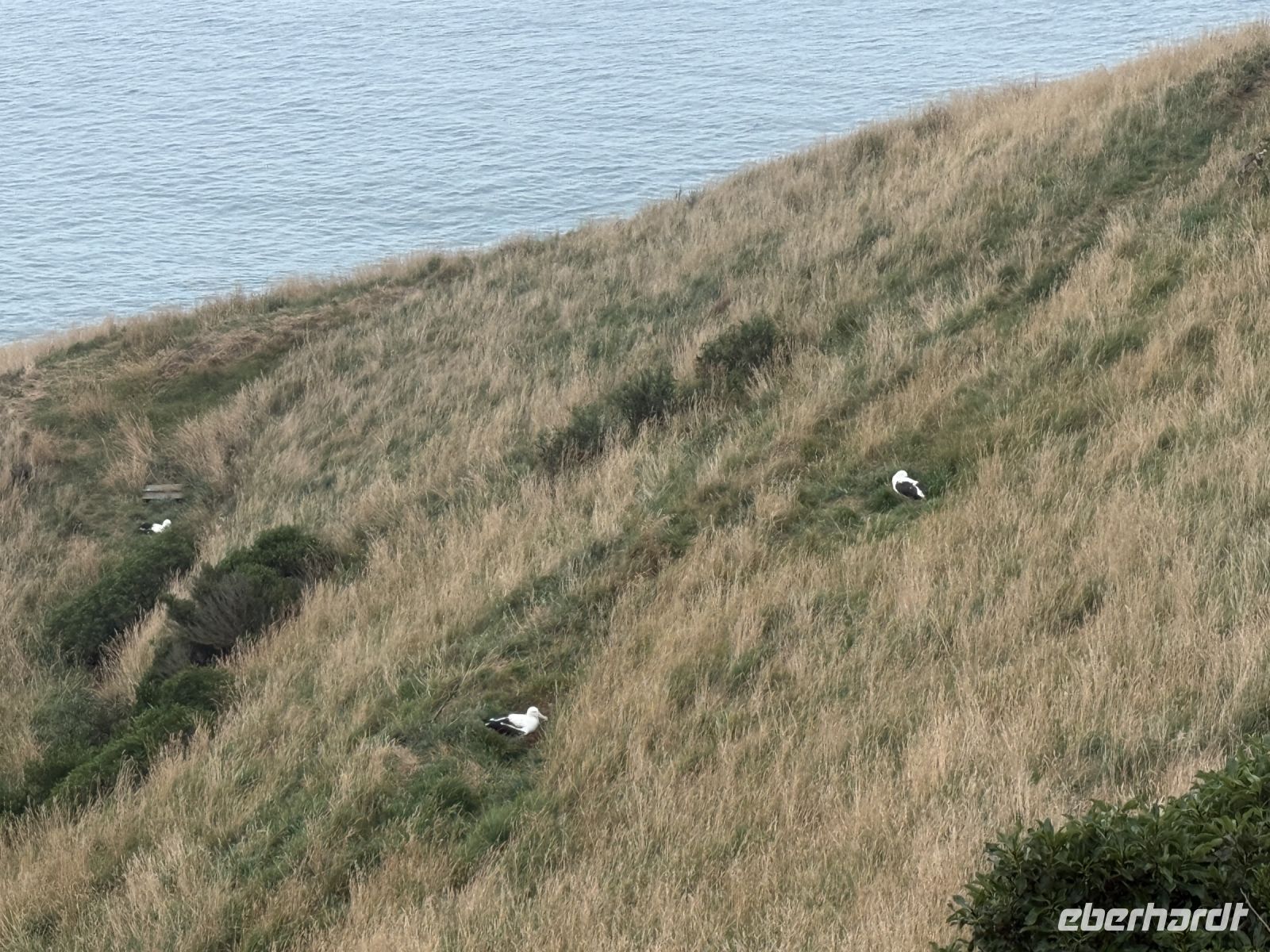 Albatross-Kolonie auf der Otago Halbinsel, Dunedin, Neuseeland