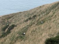 Albatross-Kolonie auf der Otago Halbinsel, Dunedin, Neuseeland