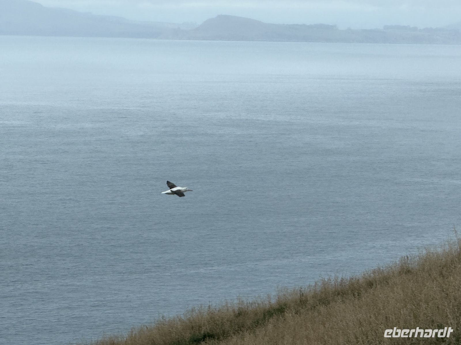Albatross-Kolonie auf der Otago Halbinsel, Dunedin, Neuseeland