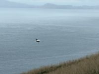 Albatross-Kolonie auf der Otago Halbinsel, Dunedin, Neuseeland