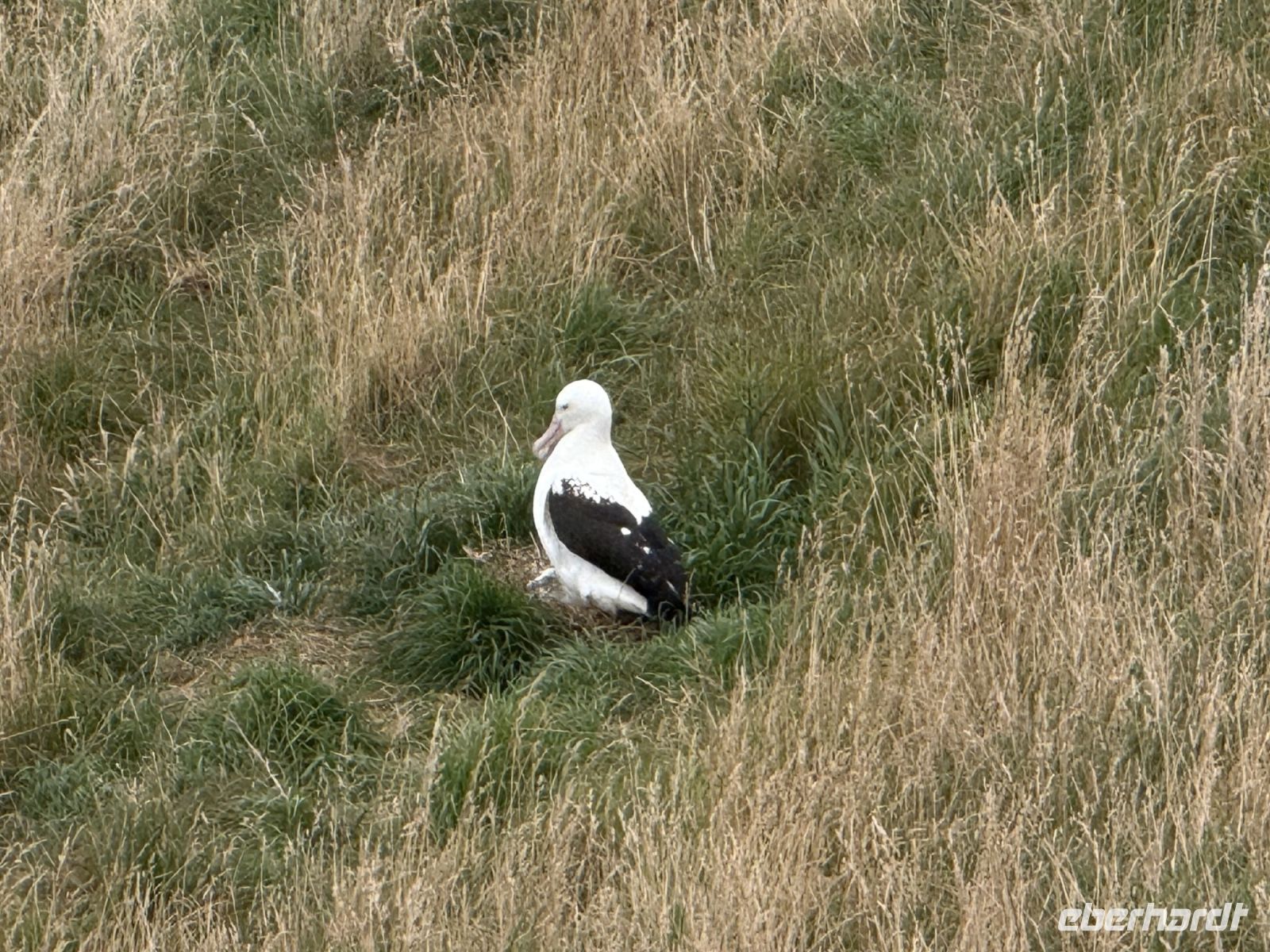 Albatross-Kolonie auf der Otago Halbinsel, Dunedin, Neuseeland
