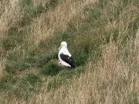 Albatross-Kolonie auf der Otago Halbinsel, Dunedin, Neuseeland