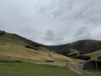 Manderly Farm, little River, Neuseeland