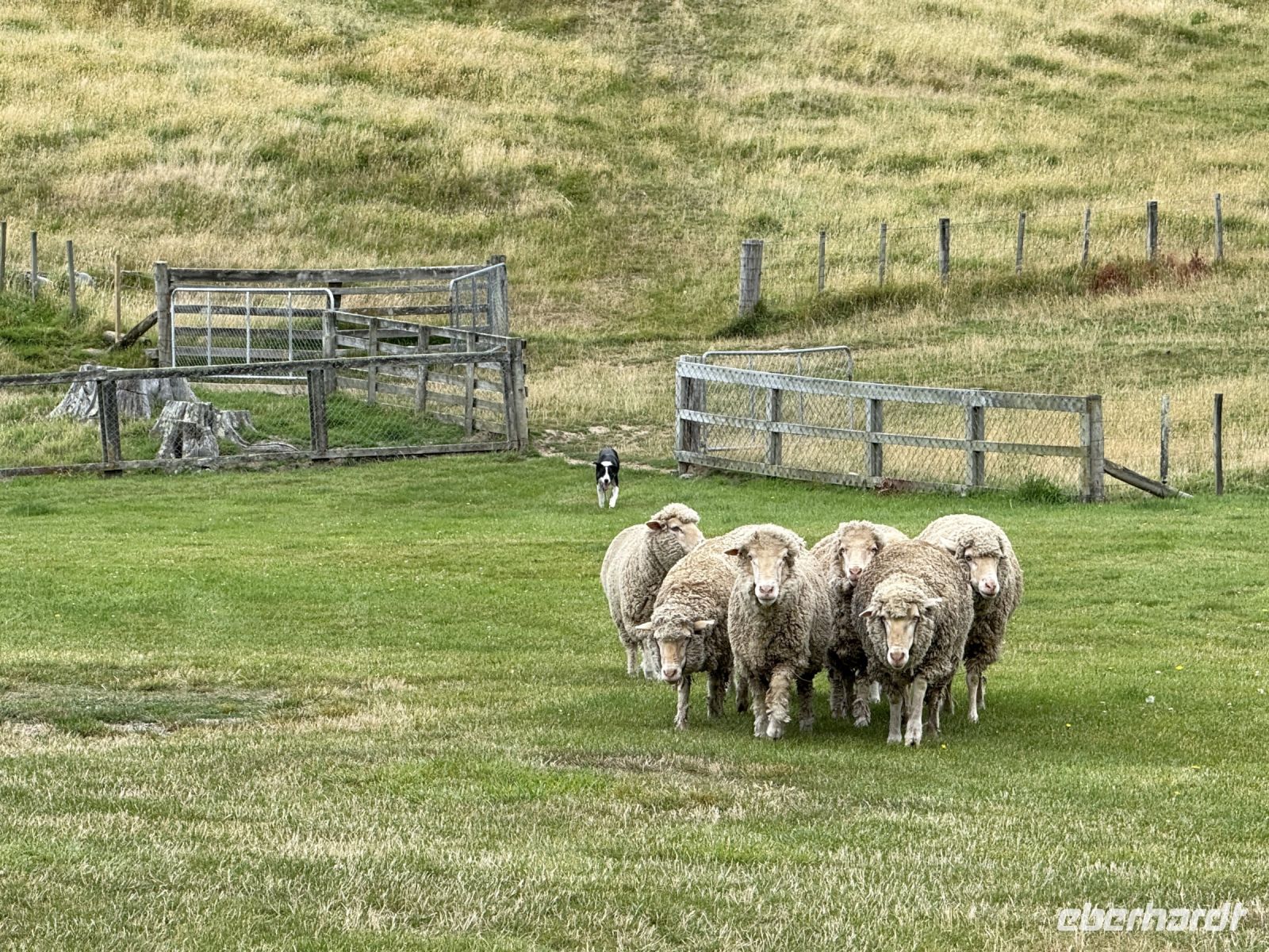 Manderly Farm, little River, Neuseeland