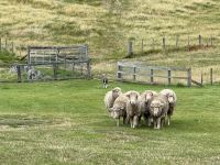 Manderly Farm, little River, Neuseeland