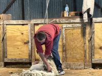 Manderly Farm, little River, Neuseeland