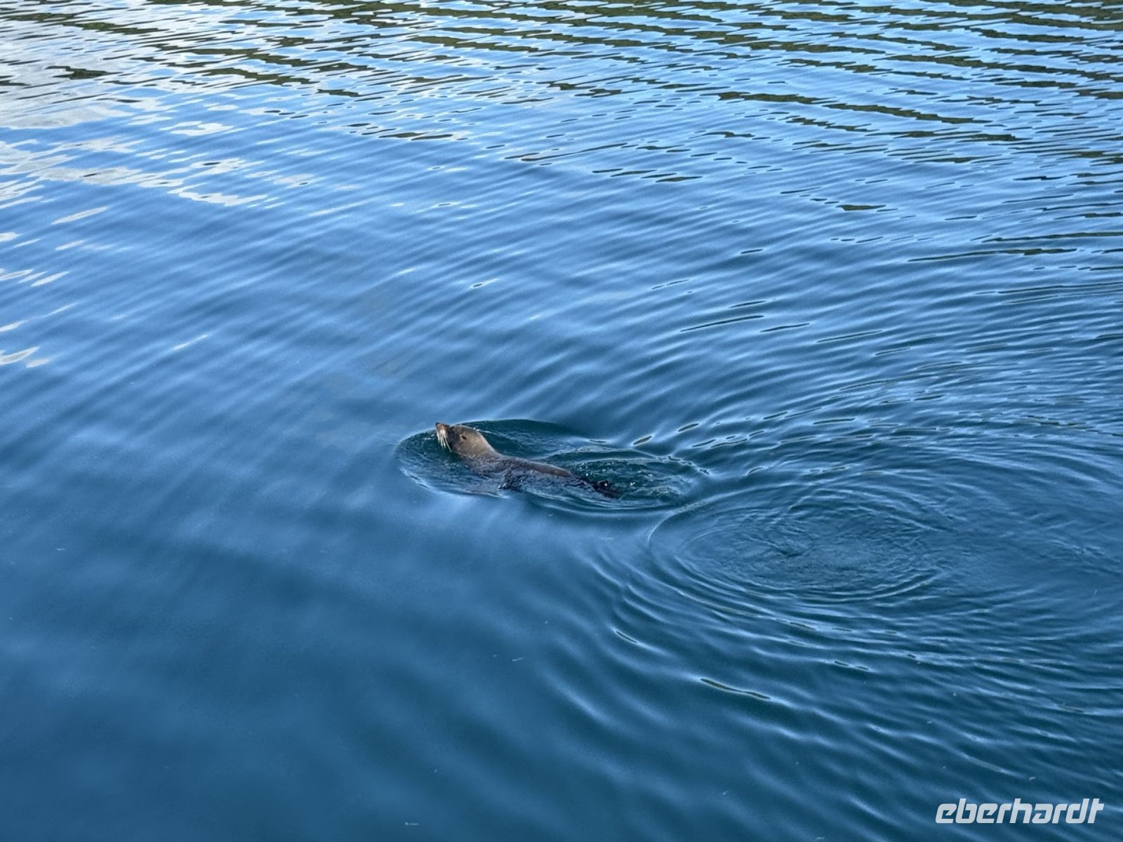 Queen Charlotte Sound, Picton, Neuseeland