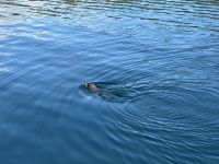 Queen Charlotte Sound, Picton, Neuseeland
